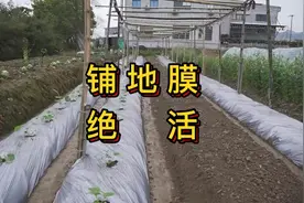 地膜如何铺设牢固又美观，铺了后有什么好处#每天分享农业小知识视频封面