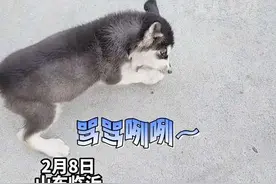 哈士奇每次吃完饭和碗干架，狗狗：我怀疑碗吃了我的狗粮#哈士奇#萌宠#没想到吧我也没想到视频封面