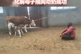 牛妈妈不认牛犊不给吃奶，牧民唱起“世上只有妈妈好”，化解母子隔阂劝奶成功 #没有技巧全是感情 #养牛人的日常 #记录牧民真实生活 @充实视频封面