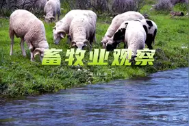 想学习畜牧养殖技能，报考畜牧兽医师证书，不要再犹豫！#养殖视频封面