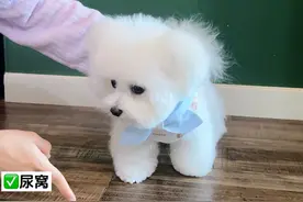 新手养狗必看 | 如何纠正狗狗尿错/前腿在厕所后腿在厕所该如何纠正？#萌宠出道计划 #狗狗 #幼犬训练视频封面