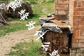 蜜蜂为什么朝王? #蜜蜂养殖技术 #户外找蜂 #诱蜂养蜂 #养蜂技术分享视频封面