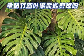 龟背竹新叶黑腐能剪否 #养花知识分享 #养花小知识 #龟背竹#养花小知识视频封面