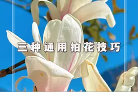 三个玉兰花拍摄技巧，简单又好看#拍花 #春日赏花 #手机拍摄技巧 #抖音带你去赏花