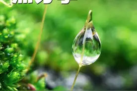 微距拍摄教程 路边小草试试这样拍？简单易学又好看#手机摄影 #拍照神器 #微距摄影 #拍摄技巧视频封面
