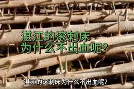 湛江的滚刺床为什么不出血呢？ 湛江的滚刺床为什么不出血呢？视频封面