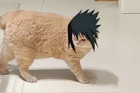 猫：我不是人，但你是真的狗！ #万物可爱计划 #记录和它的每个夏天 #猫咪 #萌宠出道计划 #萌宠成精了