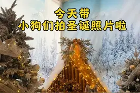 带小狗们去拍今年圣诞照咯！期待成片啦！ #狗狗 #汪星人的精致生活 #宅家治愈记 #万物可爱计划 #圣诞视频封面