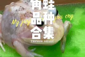 我是新手、适合养什么蛙？看完视频找自己适合的蛙！ #角蛙 #新手 #爬宠 #神奇动物在抖音 #异宠视频封面
