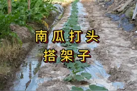 南瓜在什么时候打头摘心，怎么搭架子 #三农 #蔬菜种植