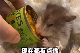 仓鼠妹妹的带娃过程 一起看黑波当妈妈#养鼠日常分享 #仓鼠生孩子 #金丝熊当妈妈#黑波利 #仓鼠生育生产视频封面