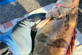鱼的学名 乌苏里江鱼视频封面