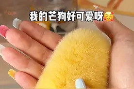 手把手教你如何养盲狗🥭🐶 #芒果核 #芒狗 #芒果 #芒果核宠物视频封面
