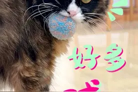 小猫是不是都爱玩球球？100个丰容玩具⁴⁻⁸/₁₀₀#万物可爱计划 #可爱在我家 #猫咪玩具 #顾小葵加油 #猫猫：今天弄不坏它就不睡视频封面