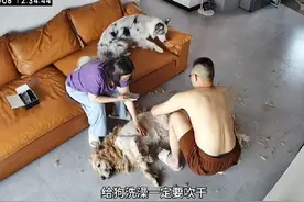 给狗洗澡一定要吹干，尤其是夏天！！！ 感觉长毛狗会返潮