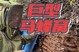 自家柴火堆惊现巨型马蜂窝，大妈被围攻，欢子出马拆掉马蜂VIP套房#捅马蜂 #户外捅马蜂窝 #杀人蜂 #被马蜂蛰 #抖音商城视频封面