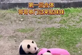 2025.1.2:渝可渝爱两回合体，相互贴贴真的太有爱了#大熊猫渝可渝爱 #重庆动物园 #大熊猫 #来这吸熊猫视频封面