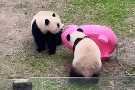 2025.1.2:渝可渝爱两回合体，相互贴贴真的太有爱了#大熊猫渝可渝爱 #重庆动物园 #大熊猫 #来这吸熊猫视频封面