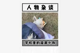 一条流浪犬陪伴了全校师生17年，被学生亲切的称为黄主任视频封面