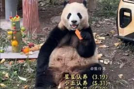 莽仔：改天我得给乃成说说，别光认养我啊，我还有五个好姐妹呢#大熊猫莽仔 #大熊猫莽小五 #来这吸熊猫 #可爱到爆炸💥