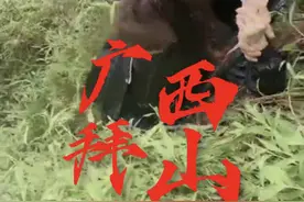 欢迎收看广西大型综艺节目《太公你在哪》。 #广西 #清明节 #宾阳 #拜山祭祖 #广西人祭祖拜山有多拼视频封面
