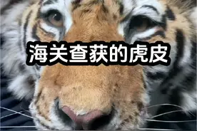 海关查获的虎皮#虎皮 #海关博物馆 #海关查验 #博物馆故事 @海关发布视频封面