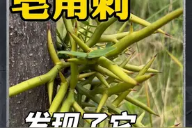会长钉子的皂角树 皂角树是豆科的植物，又叫皂荚树。在春季会长出棘刺，叫皂角刺，它的种荚叫皂荚，都有很高的价值。#大自然的馈赠 #皂角树 #皂角刺 #农村生活 @抖音短视频