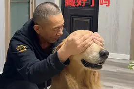 捉迷藏 元宝：玩够了吧！该你找我了！@抖音短视频 #小狗狗能有什么坏心思#这金毛也太聪明了吧 #是宠物更是家人 #萌宠成精了  #不养狗不知道养狗的乐趣视频封面