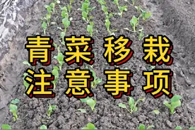 青菜移栽时候做好这几点缓苗快 #农业种植 #三农 #种菜视频封面