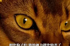 不同生物眼中的世界#上热门 #大学生 #校园生活 #科普 #探索视频封面