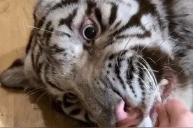 🦓：big胆 竟敢拔本虎虎大王的胡子 #宫百万 #白虎 #猫这个不要录了视频封面