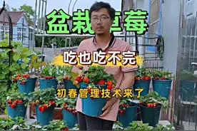盆栽草莓强弱管理三步法，初季这样管理，花芽分化多，果大又好吃视频封面