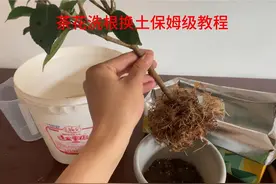 #创作灵感 茶花保姆级洗根换土教程，轻松拿捏洗根换土#花卉绿植视频封面