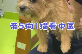 没想到啊，中医连小狗生闷气气都能把出来！！ 西医体检都没啥问题，按照节气换季节了，咱们又来中兽医把脉了~没想到啊竟然查出某狗在生闷气！#狗狗 #万物可爱计划#被小狗治愈的一万个瞬间 #中兽医#科学养宠攻略视频封面