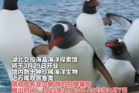 家门口看南极企鹅！3月29日，湖北首个IP海洋探索馆入驻襄阳（编辑：梁文珂 责编：梁龙 审核：曾春满）视频封面