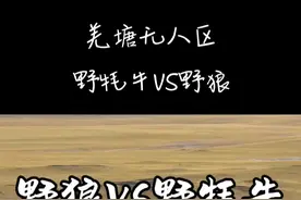 子龙队长在羌塘无人区拍摄的狼群轮流追击野牦牛视频#泉城自驾视频封面