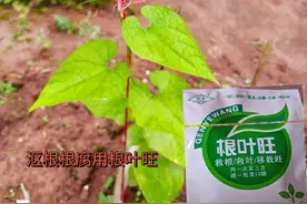 #罗汉果百香果各种病害的防治与图片 @奈雪的茶 #寻找奈雪霸气美少女视频封面
