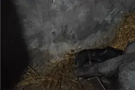 贵州铜仁火烧猪重生迎来了新的生命 #抖音创作者广告分成计划 #猪坚强国庆前迎来新的生命视频封面