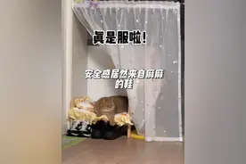 原来黄咯噔的安全感来自麻麻的…..#它真的好像个小宝宝 #咯噔小话痨视频封面