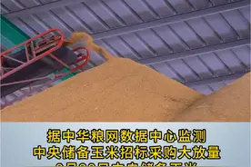 中储粮周采购量达80万吨，玉米要止跌反弹？#玉米 #三农 @DOU+小助手视频封面