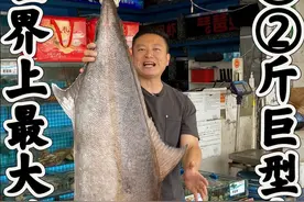 世界上最大的鰤鱼，82斤巨型高体鰤。做个刺身，煎酿鱼皮和黔江鸡杂尝尝味道如何。#美食 #海鲜 #测评