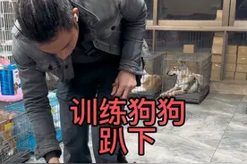 如何让狗狗趴下？#养狗经验分享 #德系杜宾 #亨特训犬