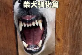 新手养狗柴犬驯化篇 #柴犬 #宠物 #科学养宠攻略 #狗狗咬人 #文明养犬从我做起