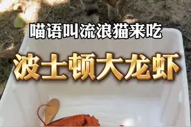 喵语唤猫，赏一顿超豪华大餐！ #猫语十级 #我和流浪猫的故事视频封面