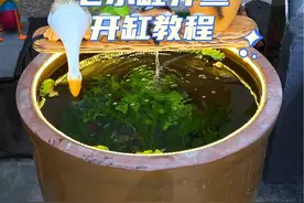 用家里闲置的容器开一口流水生态缸，出来的效果看着真是太舒服了，今天教程来了！#自制生态鱼缸方法 #开缸 #原生造景视频封面