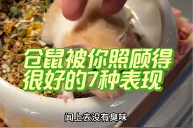 如果仓鼠平常有这7种表现，说明它被你照顾得很好#仓鼠 #金丝熊 #养鼠日常分享视频封面