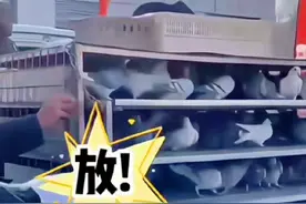 #搞笑 #分享有趣的视频 #放鸽子 #社会百态 #趣事  鸽子：这么冷的天 要飞你自己飞。视频封面