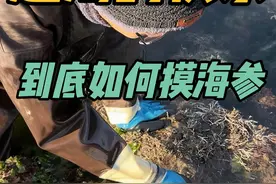 赶海到底怎么摸海参？一镜到底给大家展示展示 赶海的时候看见海参粑粑不要着急，慢慢摸索，总会找到它的。#赶海 #大海的馈赠 #旅行推荐官 #螃蟹🦀 #赶海生活视频封面