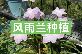 历时一年，风雨兰种植方法全过程 #风雨兰视频封面