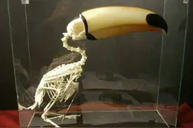 巨嘴鸟为什么不会得颈椎病？#巨嘴鸟视频封面